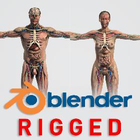 3D BLENDER Rigged Male and Female Anatomy V07